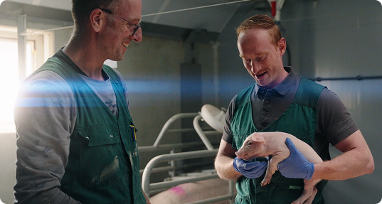 Dierenarts Rick van Hout bij biggen op een varkenshouderij – adVee Dierenartsen