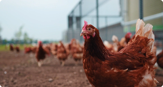 Kippen in hun verblijf bij een pluimveebedrijf