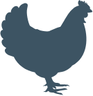 Icoon kip – pluimvee afdeling adVee Dierenartsen