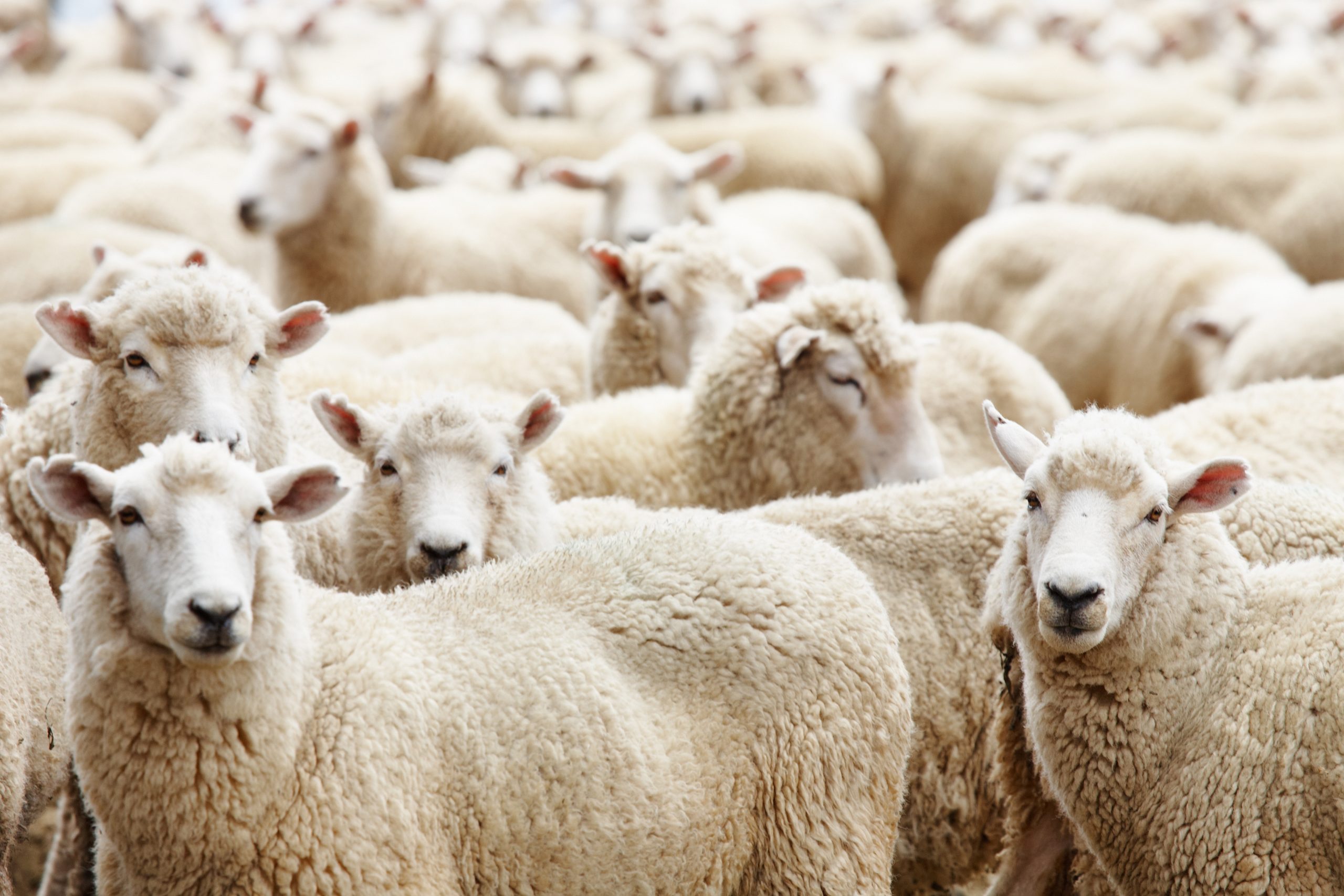 Kudde schapen – onderdeel van de herkauwerspraktijk van adVee Dierenartsen