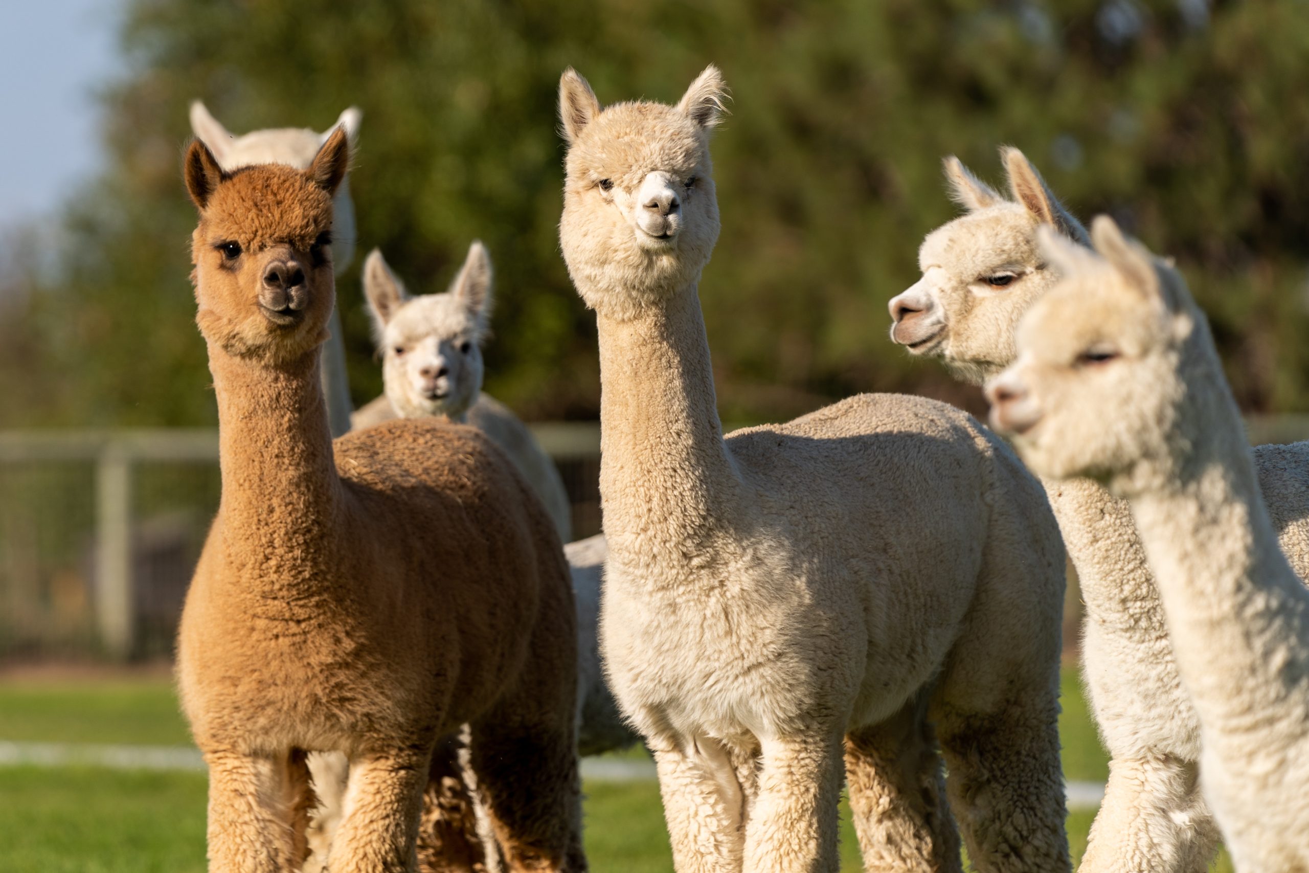 Alpaca's – onderdeel van de herkauwerspraktijk van adVee Dierenartsen