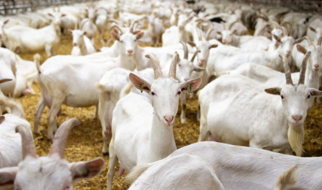 Geiten in stal – onderdeel van de herkauwerspraktijk van adVee Dierenartsen