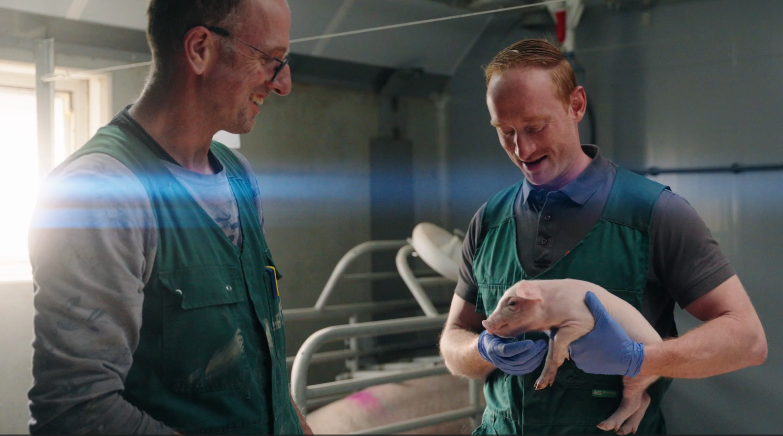 Dierenarts Rick van Hout bij biggen op een varkenshouderij – adVee Dierenartsen