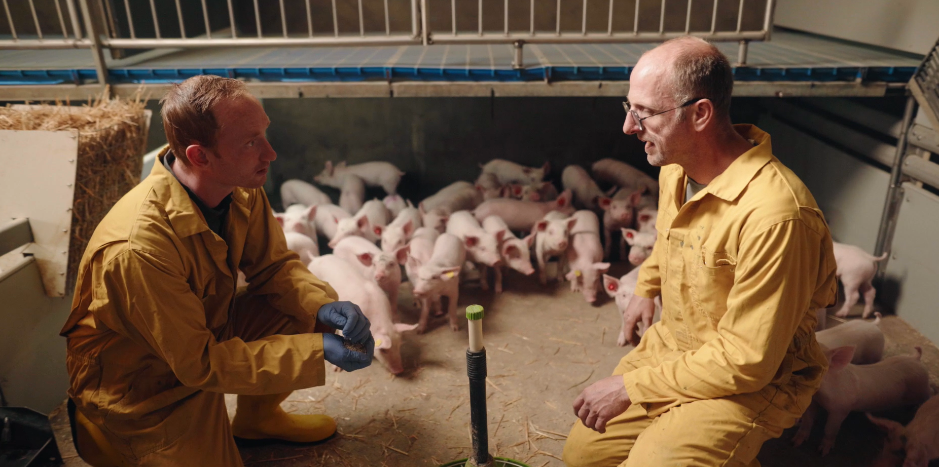 Dierenarts Rick van Hout bij biggen op een varkenshouderij – adVee Dierenartsen