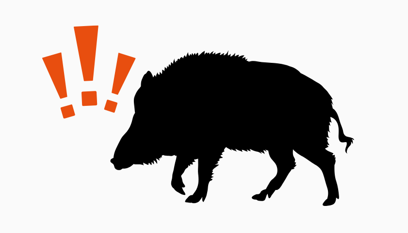 NVWA signaleert varkenspest in Duitsland