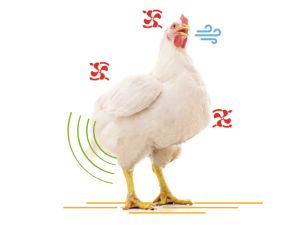 Hittestress Pluimvee | Wat is hittestress?