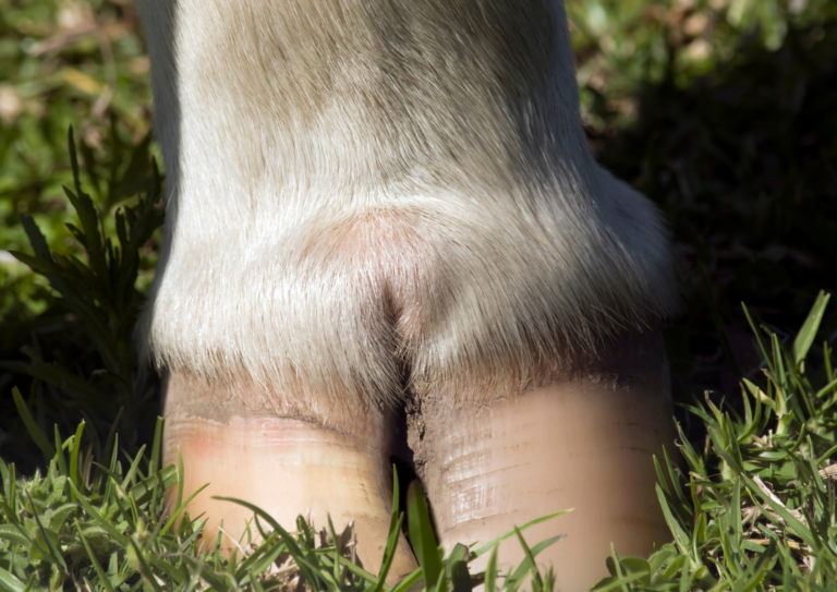 Cursus Klauwverzorging “Klauwen dragen de melk”