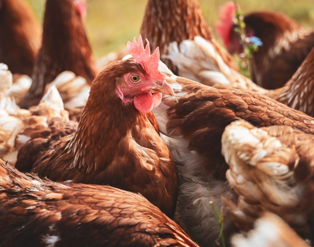 Avond voor pluimveehouders in Veghel en Kootwijkerbroek