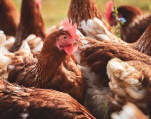 Avond voor pluimveehouders in Veghel en Kootwijkerbroek